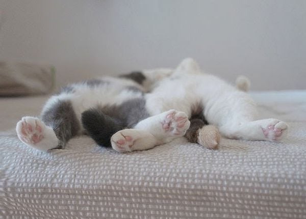 Làm gì khi mèo đánh rắm nhiều?