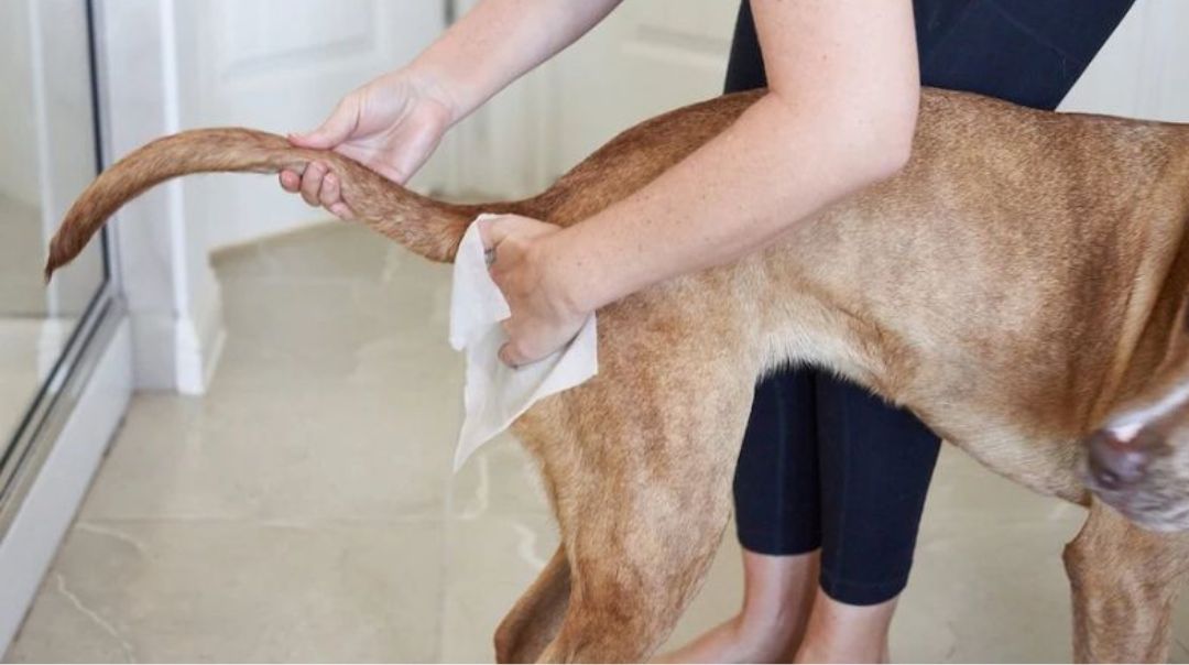 Cách xử lý khi chó bị chảy máu hậu môn