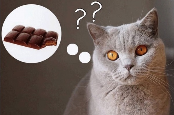 Vì sao mèo không thể ăn socola?