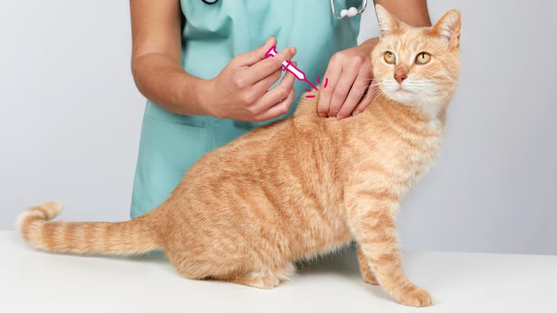 Các cách trị rận cho mèo hiệu quả hiện nay