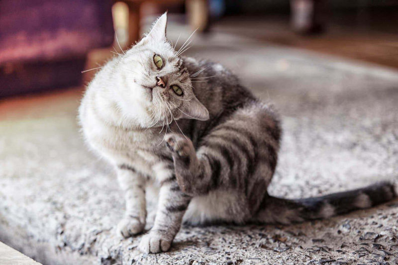 Cách phòng ngừa rận tai ở mèo