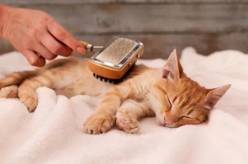 Cách xử lý khi mèo bị ho khạc