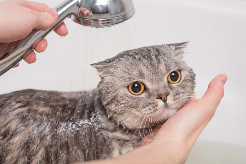Cách xử lý khi nghi ngờ bị rận mèo lây sang người