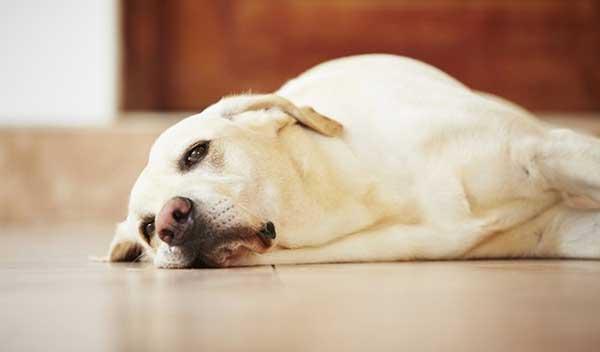 Dấu hiệu chó bị chướng bụng dễ nhận biết