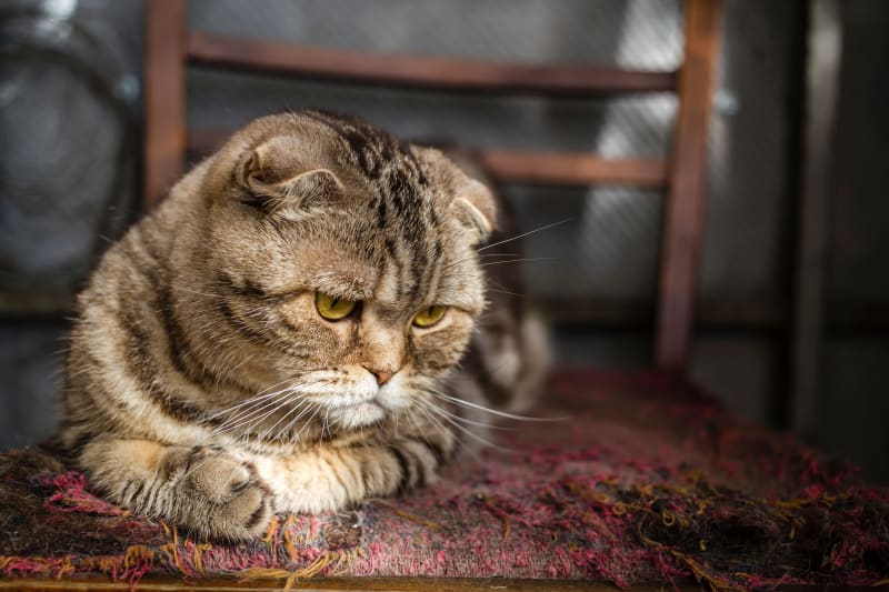 Dấu hiệu mèo bị giun sán