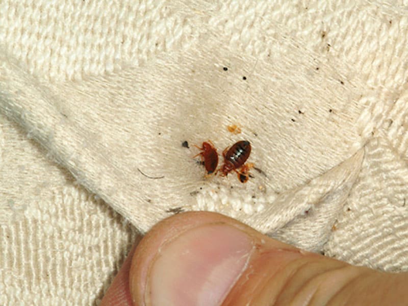 Dấu hiệu nhận biết chăn gối bị rận mèo xâm nhập