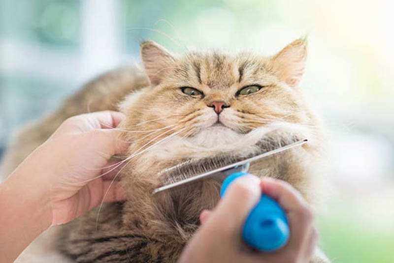 Hậu quả khi mèo bị cắt râu