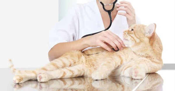 Khi nào cần đưa mèo đi bác sĩ thú y?