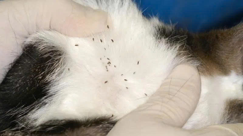 Rận mèo là gì và vì sao chúng ẩn trong chăn gối?