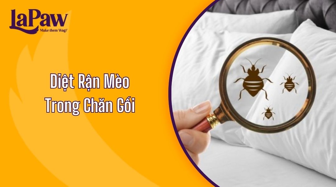 Diệt Rận Mèo Trong Chăn Gối Và Phòng Ngừa Hiệu Quả