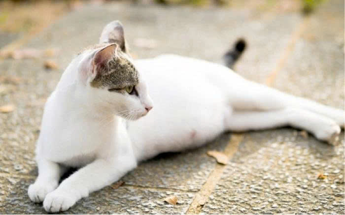 Nguyên nhân khiến mèo bị chướng bụng