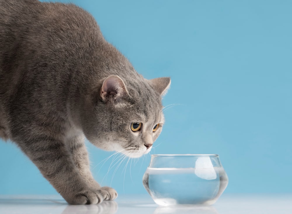 Các sản phẩm hỗ trợ mèo uống nước nhiều hơn