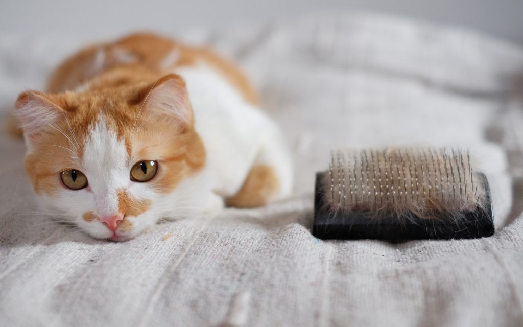 Cách điều trị mèo bị rụng lông từng mảng