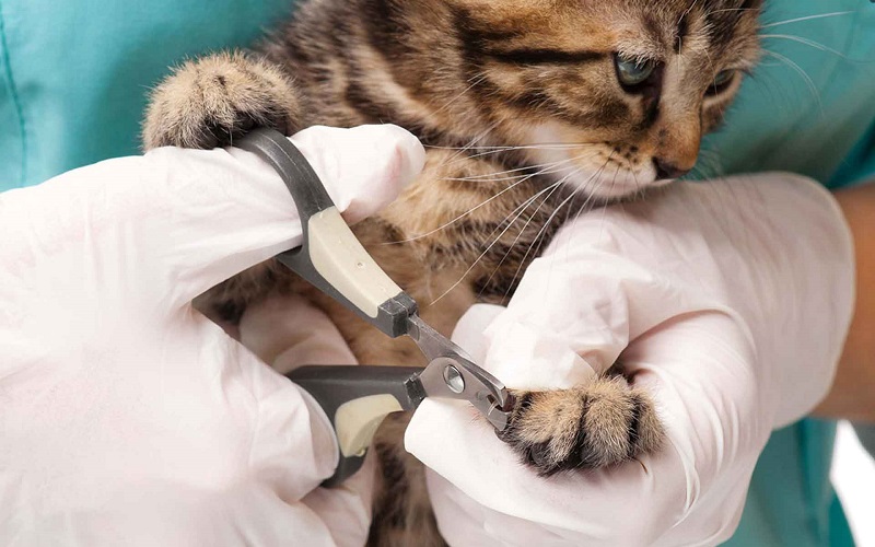 Cách xử lý khi mèo bị gãy móng tại nhà