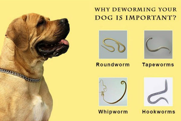 Dấu Hiệu Nhiễm Giun Sán Chó Và Cách Nhận Biết?