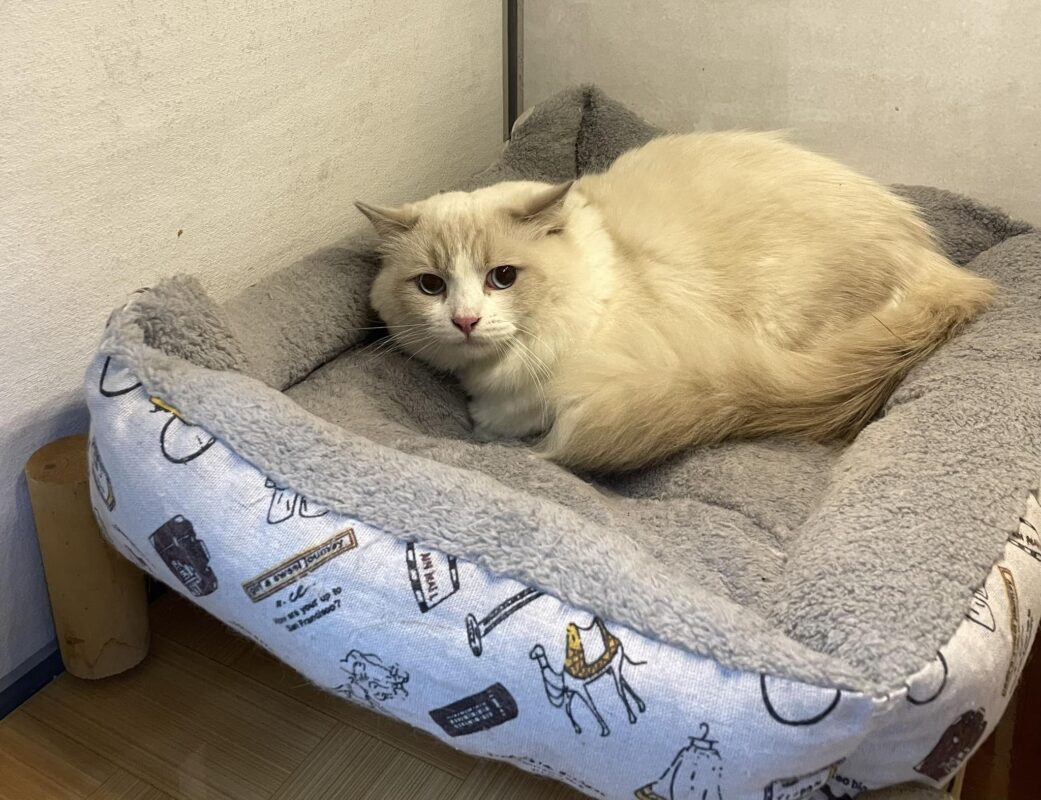 Dấu hiệu mèo bị trầm cảm sau triệt sản