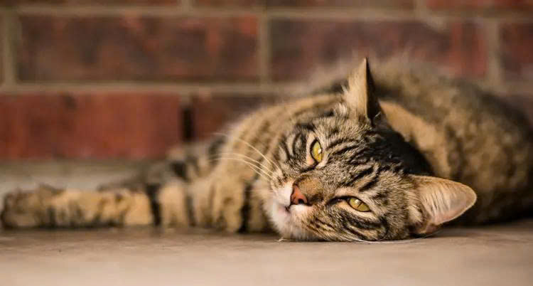 Nguyên nhân khiến mèo bị nhiễm giun sán