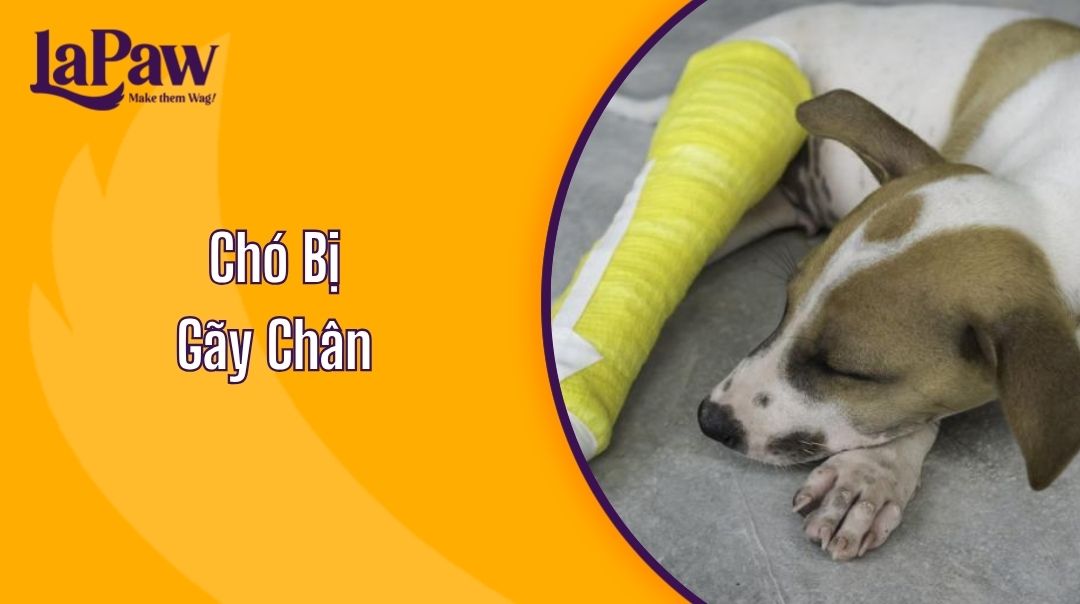 chó bị gãy chân