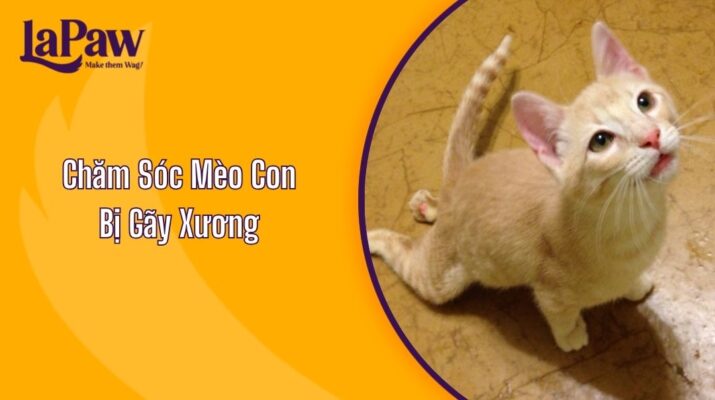 Chăm Sóc Mèo Con Bị Gãy Xương