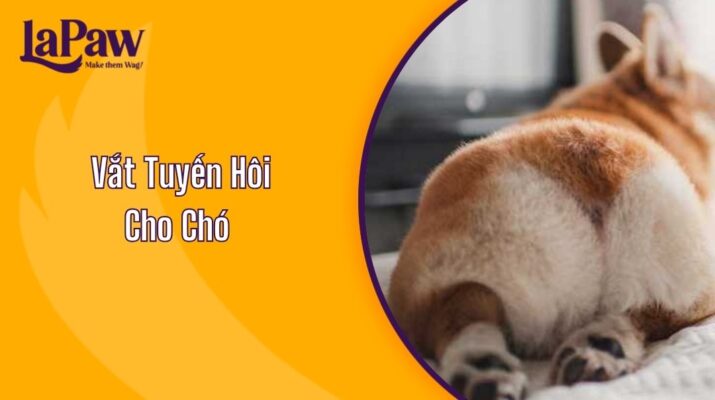 Vắt Tuyến Hôi Cho Chó Và Những Điều Cần Biết