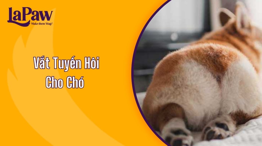 Vắt Tuyến Hôi Cho Chó Và Những Điều Cần Biết