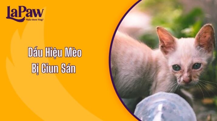Dấu Hiệu Mèo Bị Giun Sán