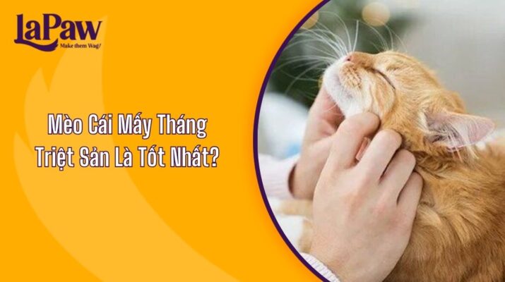 Mèo Cái Mấy Tháng Triệt Sản Là Tốt Nhất?