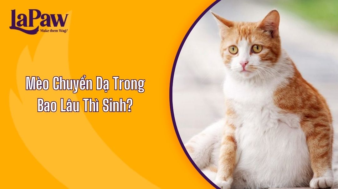 mèo chuyển dạ trong bao lâu thì sinh