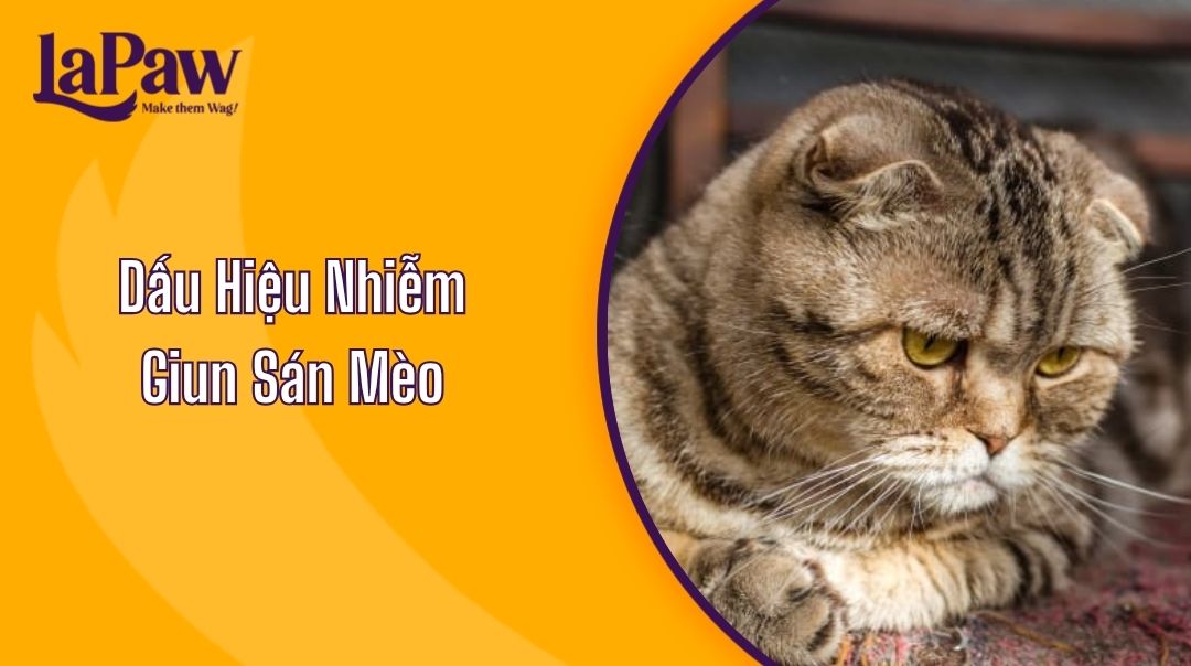 Dấu Hiệu Nhiễm Giun Sán Mèo