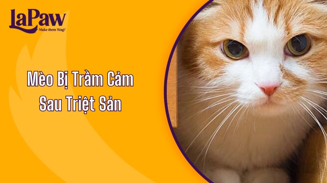 Mèo Bị Trầm Cảm Sau Triệt Sản