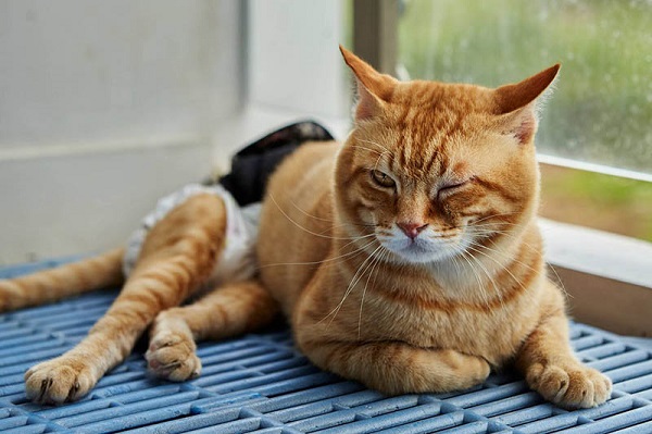 Dấu hiệu mèo bị gãy xương – Cách nhận biết chính xác