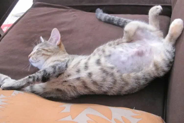 Nguyên nhân khiến mèo bị trầm cảm sau triệt sản