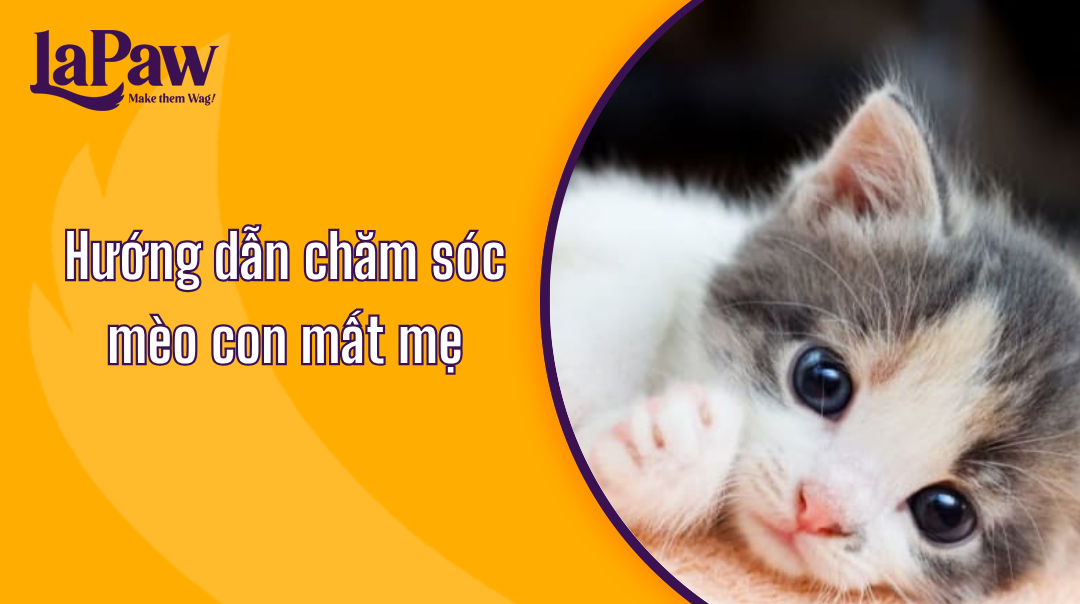 Cách chăm sóc mèo con 1 tháng tuổi mất mẹ