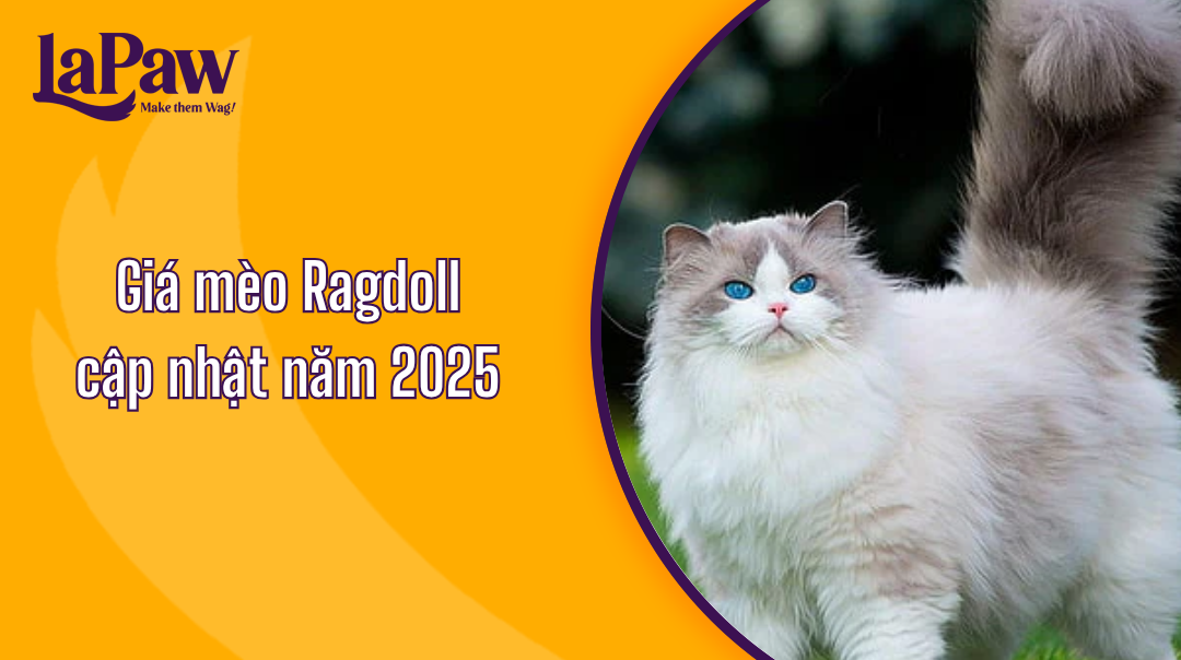 bảng giá ragdoll