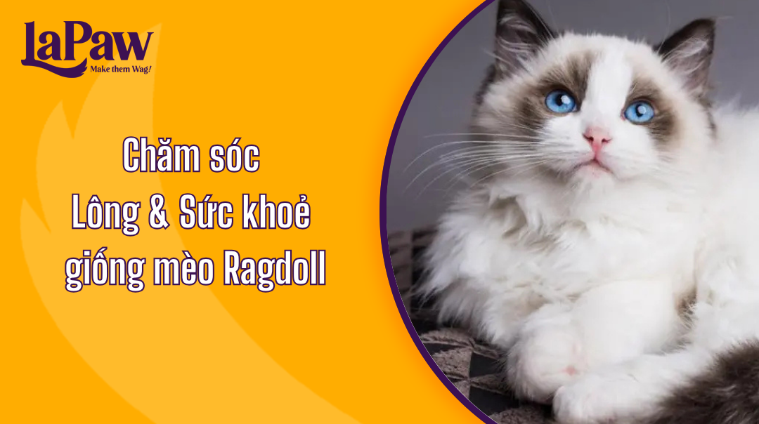 Giống Mèo Ragdoll: Cách Chăm Sóc Lông và Sức Khỏe Giống