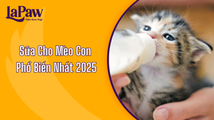 sữa cho mèo con