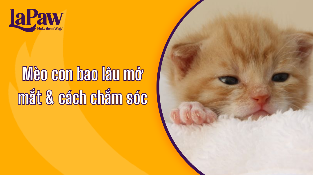 Mèo con bao lâu mở mắt
