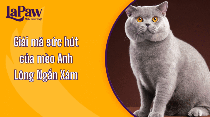 Mèo Anh lông ngắn xám dễ thương