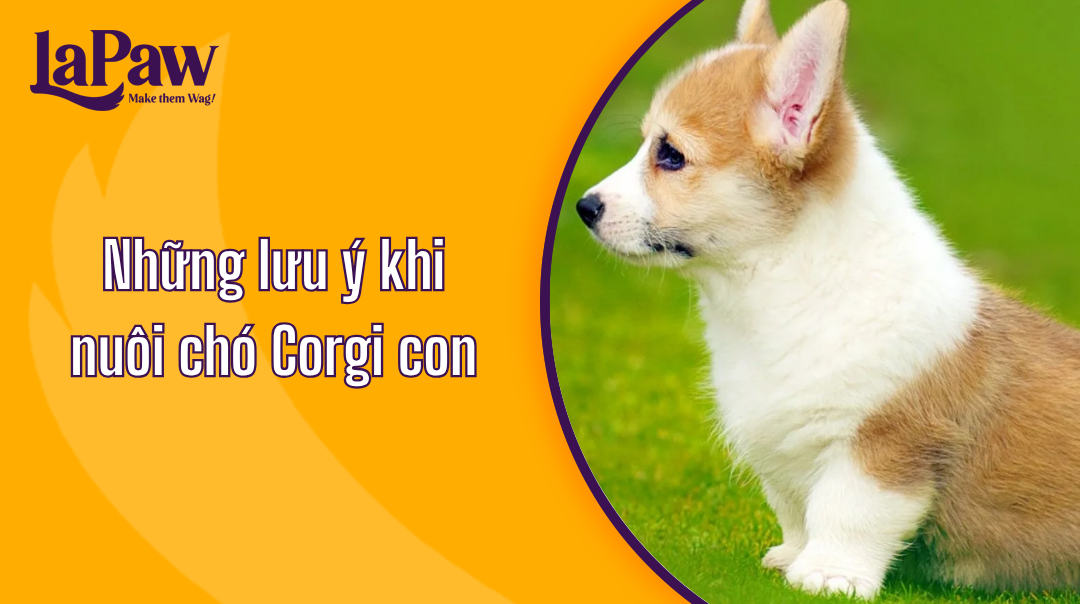 chó corgi con