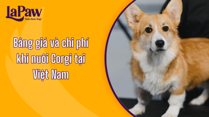 Bảng giá nuôi chó Corgi