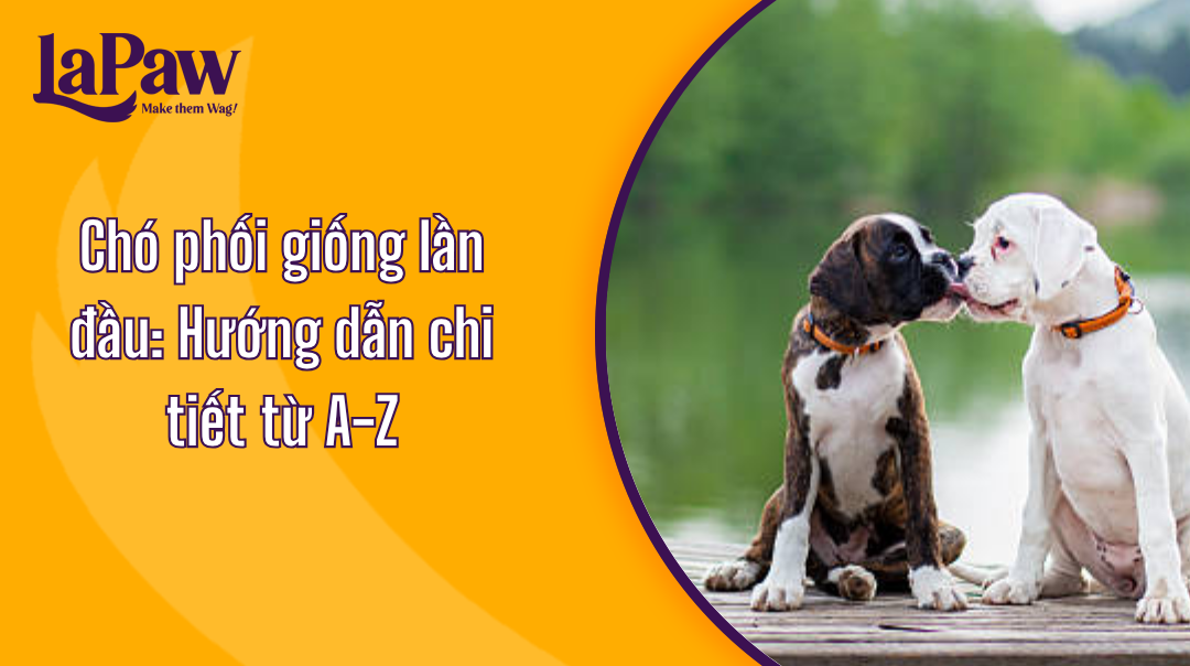 Chó phối giống lần đầu