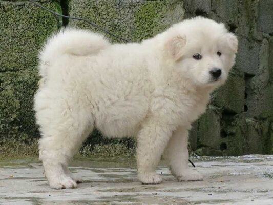 Giống chó Bắc Hà