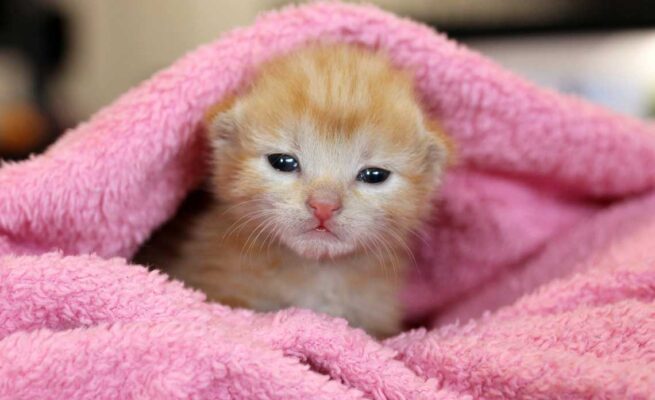 Cách chăm sóc mèo con 1 tháng tuổi mất mẹ