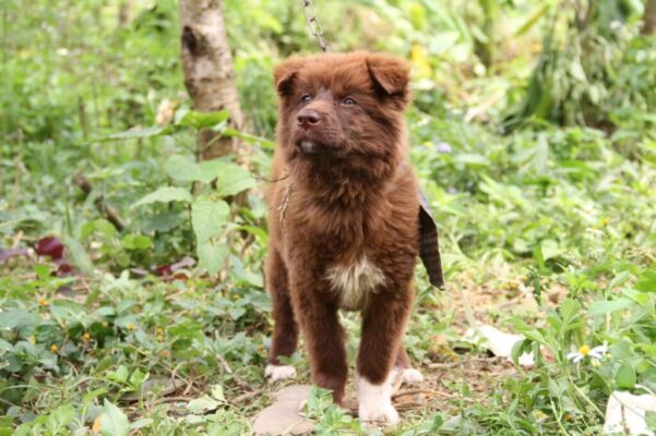 Giống chó Bắc Hà