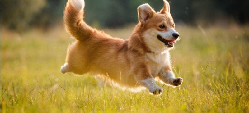 Tham khảo bảng giá chó Corgi
