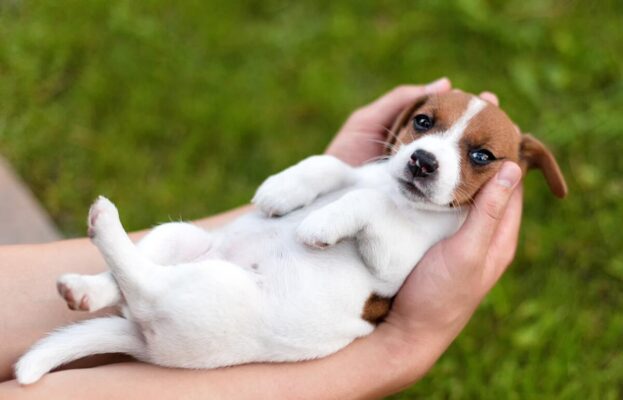 Chó con 1 tháng tuổi