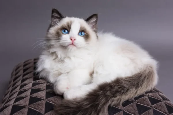 Giống mèo Ragdoll 