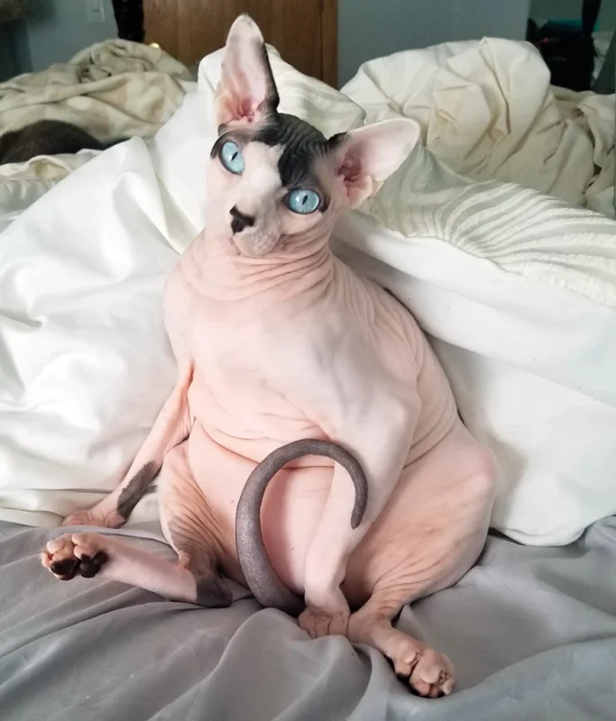 Mèo không lông Sphynx