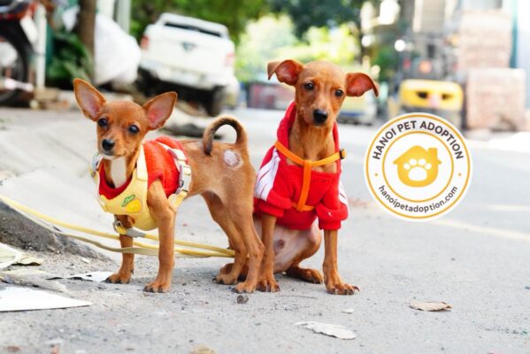 Trạm cứu hộ chó mèo Hà Nội - HPA