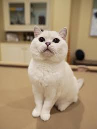 Những chú mèo nổi tiếng